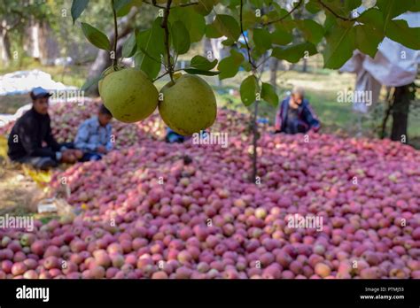 Kashmir Apple Orchards Hi Res Stock Photography And Images Alamy