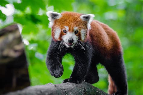Check spelling or type a new query. Download 2560x1700 Red Panda, Cute, Rock Wallpapers for ...