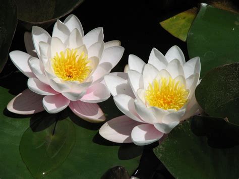 View interior and exterior paint colors and color palettes. Lotus Flower Wallpapers - Wallpaper Cave
