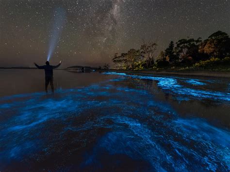 What Is Bioluminescence Its A Living Light Bioluminescent