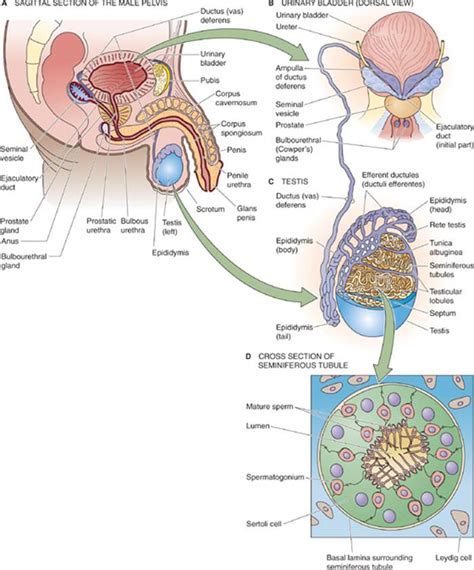 The Male Reproductive System The Reproductive System Medical