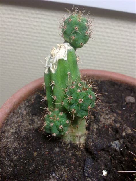 I show you the tools, tips and tricks i use for cactus care without touching cactus spines! Cactus rot? - The Ethnobotanical Garden - Shroomery ...