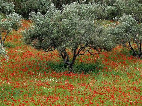 Olive Trees Naxos Greece Olive Tree Greek Garden Mediterranean Garden