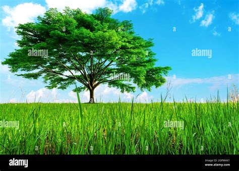 Big Green Tree With Beautiful Branches And Grass Field Lawn In Garden With Blue Sky And Clouds