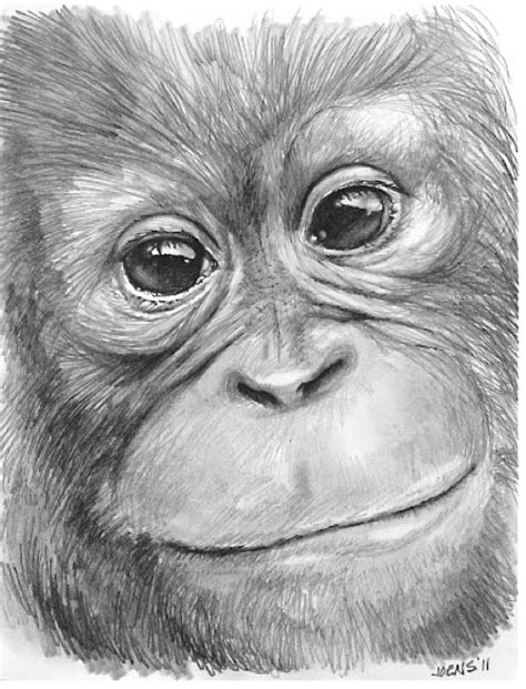 These animal drawing tutorials will help you get a basic understanding of how to draw various if you are looking for great tutorials that can help you hone you're drawing skills then the animal drawing. Pin on Animals in Pencil