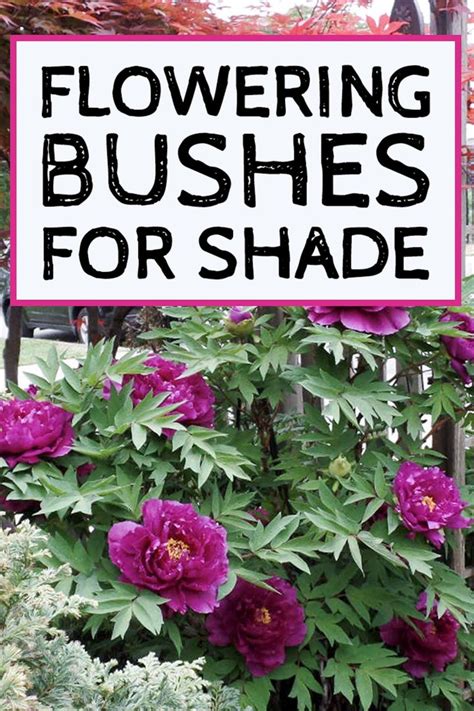 Best Flowering Shrubs For Shade Choosing Zone 5 Bushes For Shade