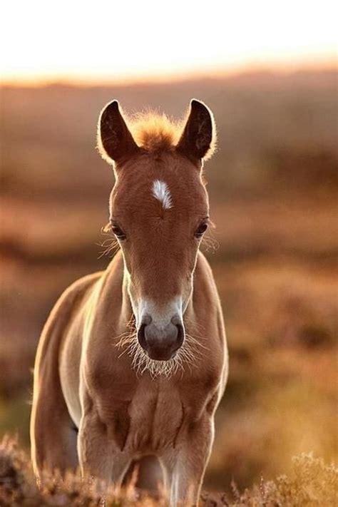 Cute Little Chestnut Foal With A While Star Horses Baby Horses