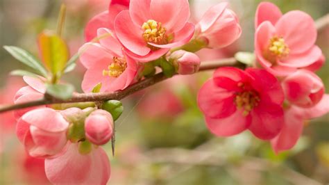 Closeup Photo Of Pink Blossom Spring Flowers Branch Hd Spring