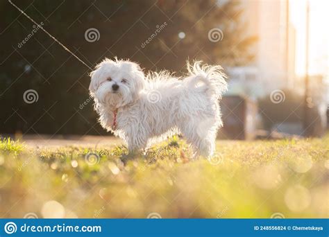 Cute Maltese Dog Outdoors On Sunny Day Stock Photo Image Of Lifestyle