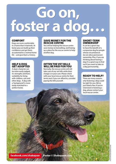 Fostering Dogs Weigh The Pros And Cons Of Fostering Dogs Image