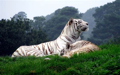 Tiger White Tigers Animals Nature Big Cats Wallpapers Hd Desktop