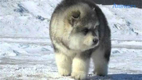 Alaskan Malamute Chow Mix Pets Lovers