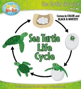 Life Cycle Of A Turtle Information Marva Rountree