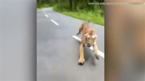 Video Forest Department Officials On A Motorcycle Flee A Tiger Chasing