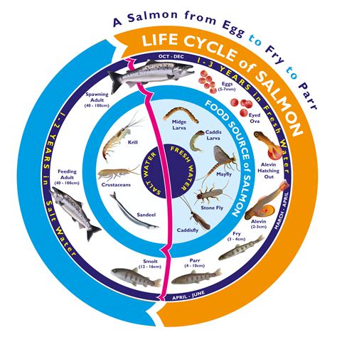 Something Fishy Resources Images Lesson 6