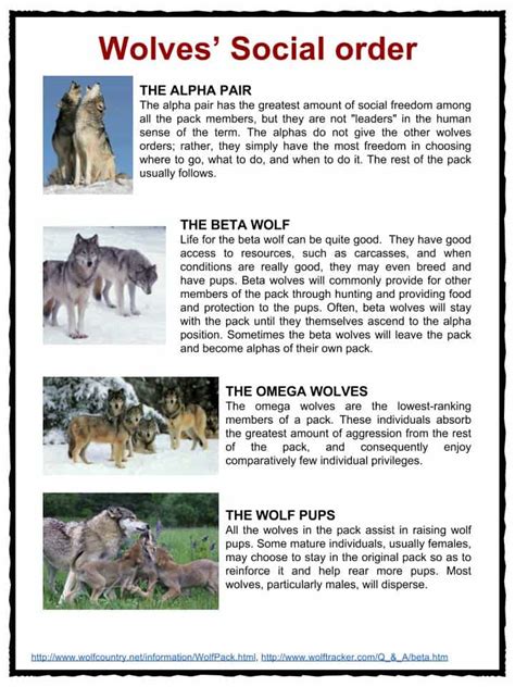 Wolf Facts Worksheets And Habitat Information For Kids