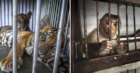 Thousands Of Animals Locked In Tiny Dark Cages In Thailands Zoo