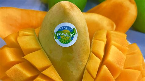 Click to see full answer. Zambales mango production drops sharply due to bad weather