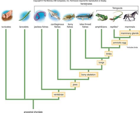 Animalia, plantae, fungi, protista, archaea/archaeabacteria, and bacteria/eubacteria. 4_GB2_LearnRes_Web_08VeAni