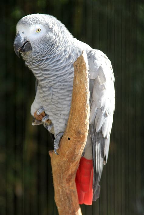 perroquet gris du gabon perroquet jaco psittacus erithac… flickr