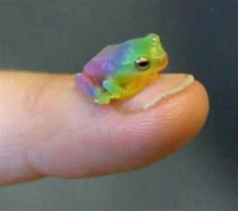 Itsy Bitsy Rainbow Frog Cute Animals Cute Frogs Animals Beautiful