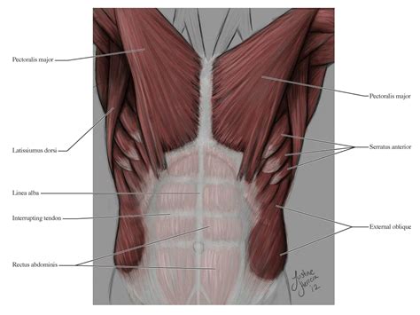 Superficial and deep anterior muscles of upper body Human Anatomy for the Artist: The Anterior Torso: Peel ...