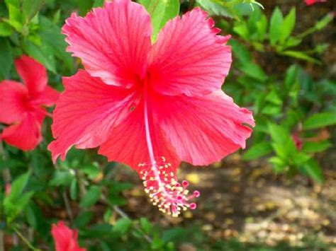 The dominican republic has resumed inbound passenger flights from the uk. Nature Trail Flowers - Picture of Excellence Punta Cana ...