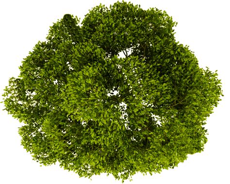Tree Plan PNG, Top View Trees Clipart Transparent, Free ... Collection of plan trees png (23) coconut tree png top trees for photoshop png