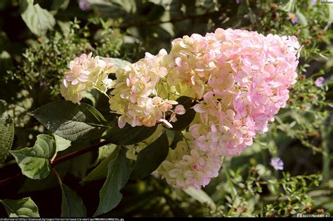 Hortensja Bukietowa Magical Sweet Summer Hydrangea Paniculata Magical