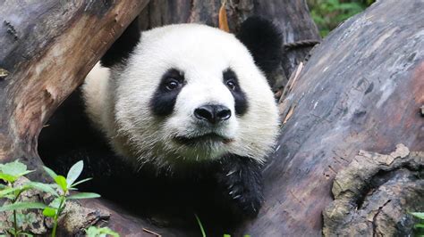 Giant Pandas Saving The Giant Panda From Extinction 60 Minutes Cbs
