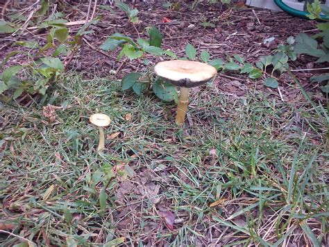 Ct Mushroom Id Request Mushroom Hunting And Identification