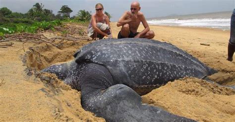 Maior tartaruga marinha do mundo emerge do mar e é incrível Awebic