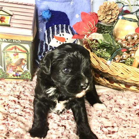 Find cavapoo breeders through lancaster puppies. HONEY'S puppy, Holly. Female Cavapoo. - Cimarron Frontier