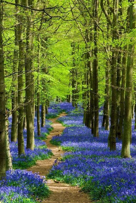 Forest Path Through Bluebells Spring Landscape Photography Beautiful