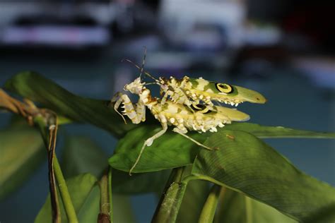 Sex Determination Of A Praying Mantis Insektenliebe