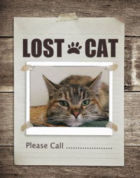 Cats owners will find themselves in a frantic panic when their indoor cat has gone out and not come back. Missing Cat: How to Find a Lost Cat Outdoors | Time Saving ...