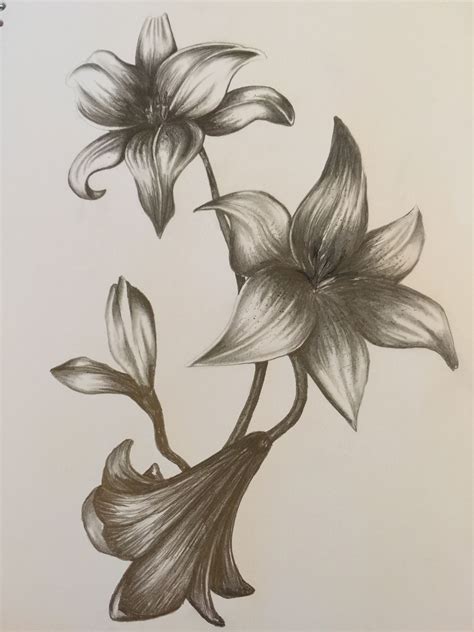 Pencil Lily Drawing Lilies Drawing Leaf Tattoos Designs To Draw
