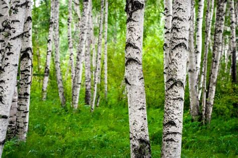 The Pros And Cons Of Birch Wood Hunker