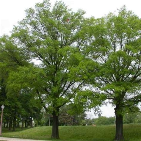 The Willow Oak Tree Is An American Classic Long Lived And Maturing To
