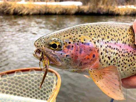 South Fork Of The Snake River Fly Fishing Report In Eastern Idaho