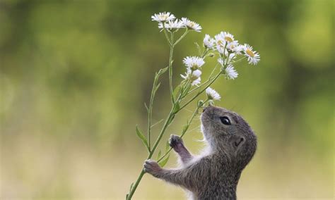 Even Squirrels Take Time Out To Smell The Daisies Squirrel Smelling