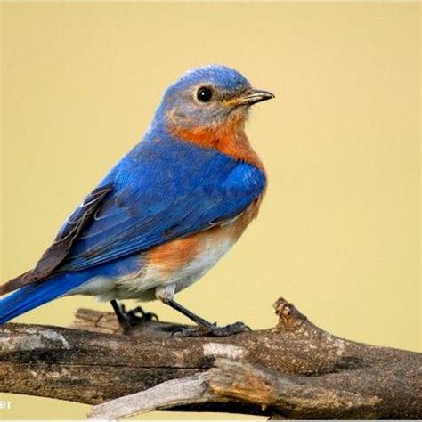 Eastern Bluebird World Of Animal Blue Bird Beautiful Birds Love