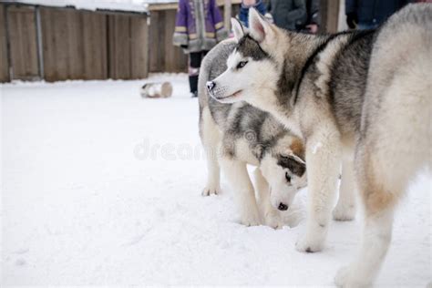 Two Playing Siberian Husky Dogs Outdoor Two Siberian Husky Dogs Looks