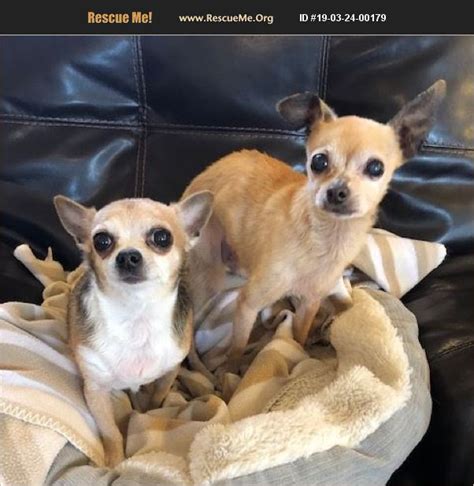 Adopt 19032400179 ~ Chihuahua Rescue ~ Dallas Ga