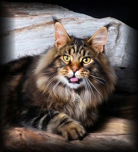 Cute videos of mother and daughter maine coon cats playing, talking and having fun. Maine coon for sale michigan > NISHIOHMIYA-GOLF.COM