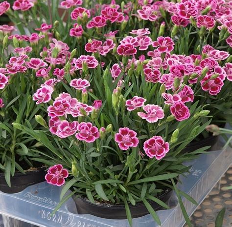 Dianthus Pink Kisses Fragrant Pink In Bud And Bloom