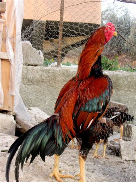 Hint Horozu Bakımı Nasıl Yapılır Tavukçuluk Kuş Ve Tavuk