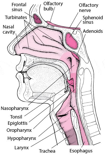 Common Tumors Of Ear Nose And Throat Ent Nurses Revision