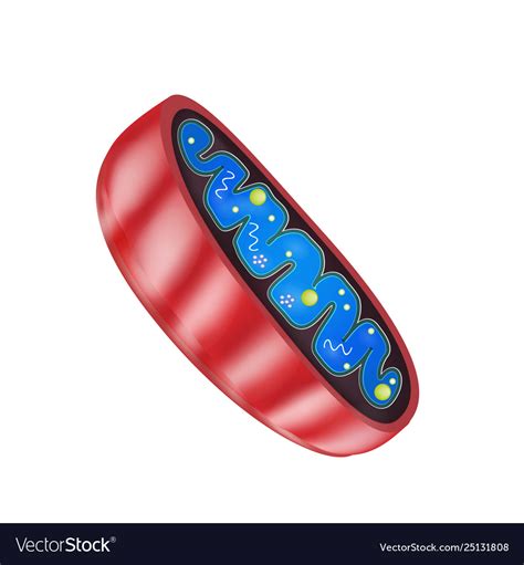 Mitochondria Structure On Royalty Free Vector Image