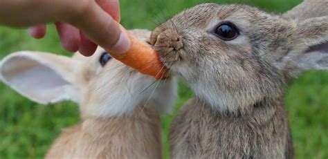 Rabbits Eating Carrots The Complete Guide